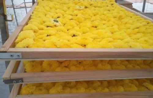 菊花烘干除濕機