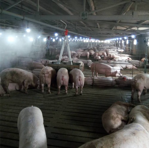 養(yǎng)殖場加濕器