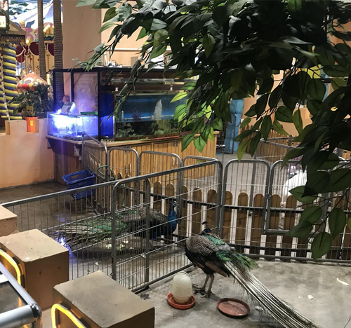 室內(nèi)動(dòng)物園噴霧除臭機(jī)