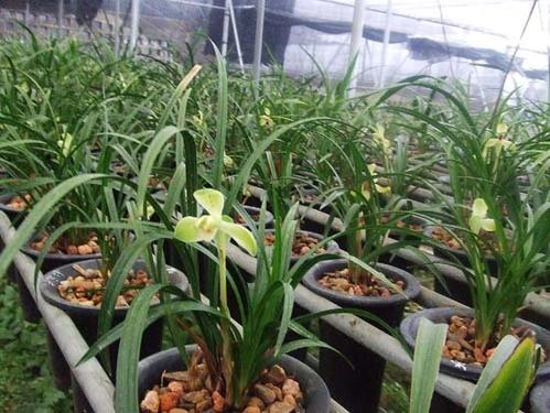 蘭花大棚加濕器