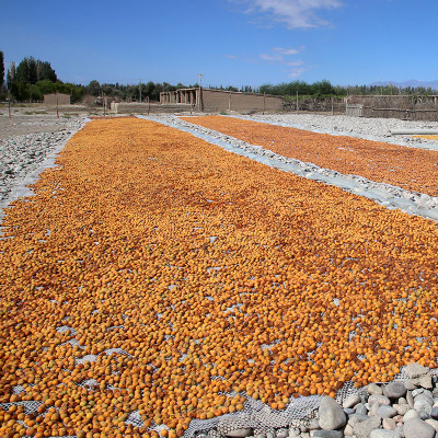 杏干烘干機