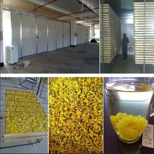 金絲皇菊烘干除濕機 金絲皇菊烘干除濕機