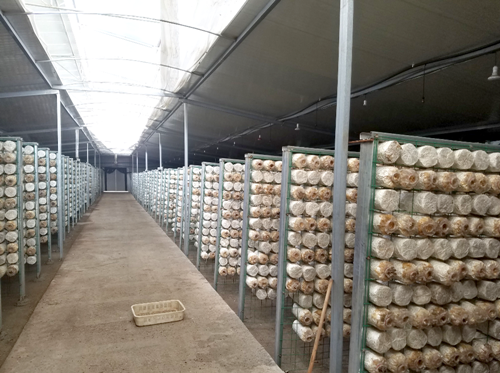 蘑菇房如何加濕? 蘑菇房如何加濕?