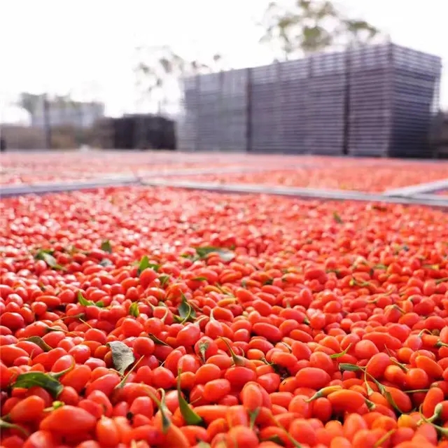 枸杞如何快速烘干? 枸杞如何快速烘干?