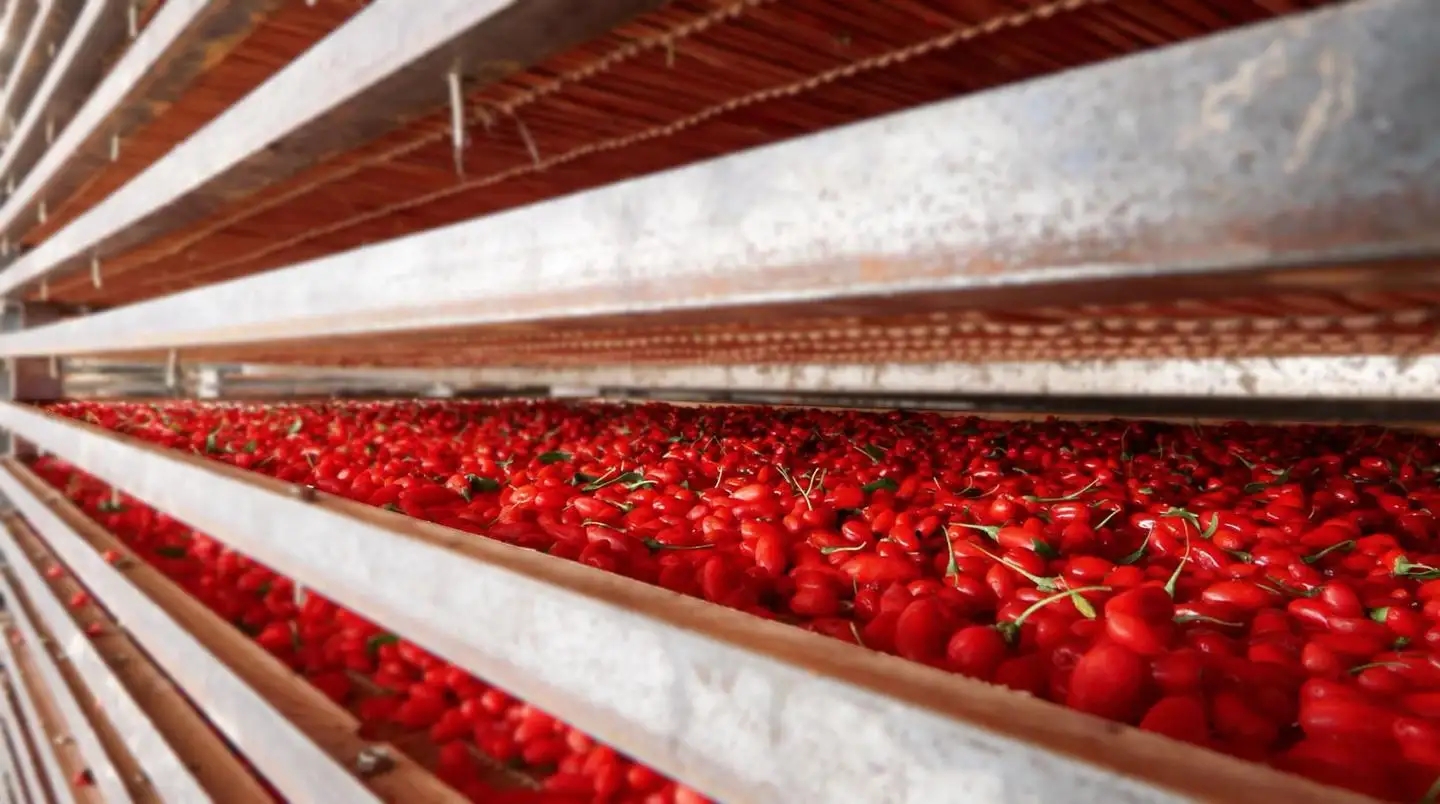 枸杞烘干工藝 枸杞烘干工藝