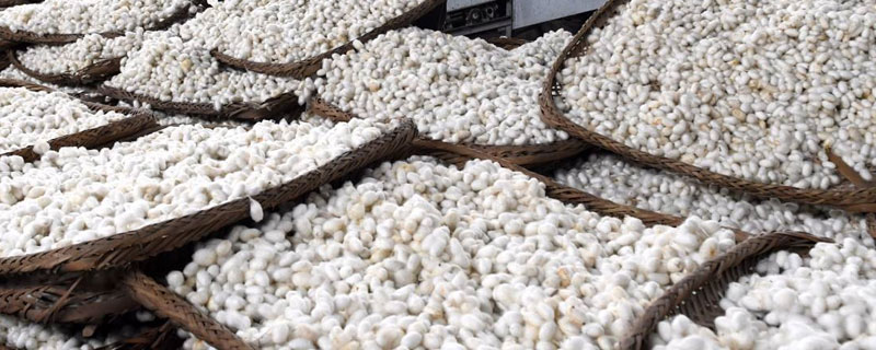 蠶繭如何快速烘干? 蠶繭如何快速烘干?