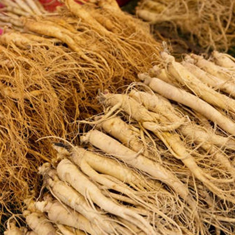 人參如何烘干？